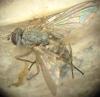 Pegomya sp.